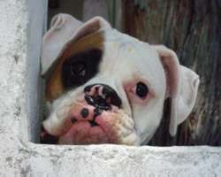 Dog image 20