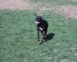 Dog image 23